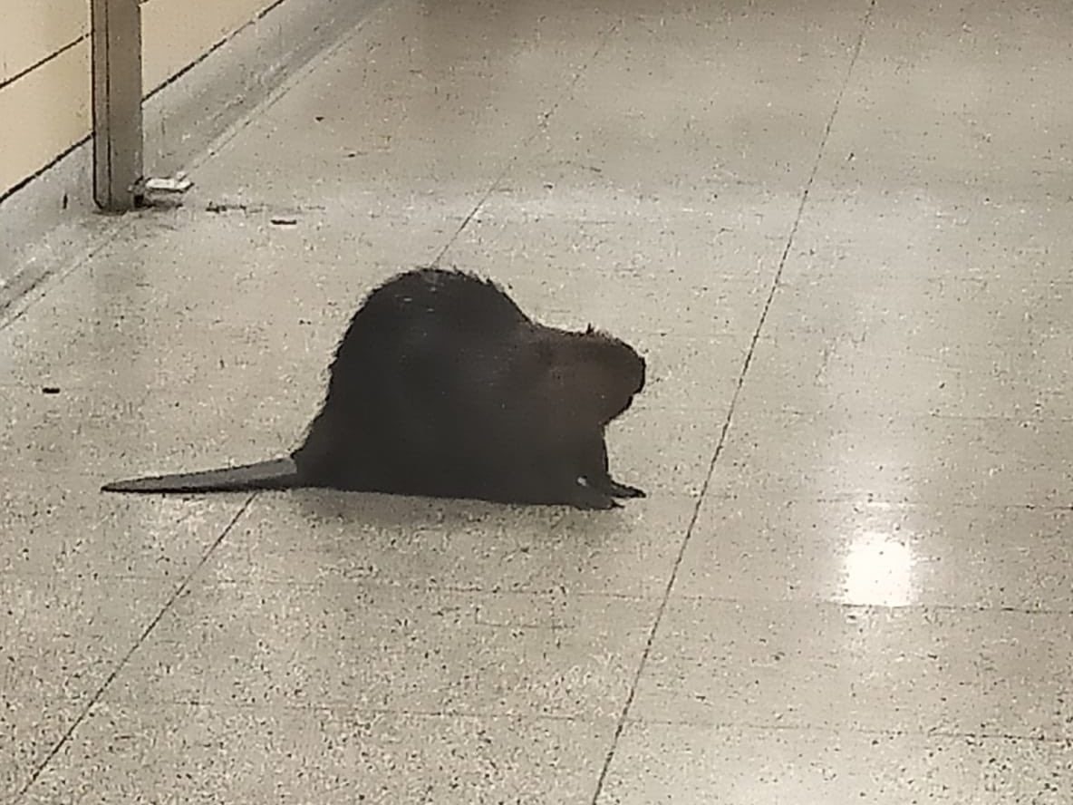'SLAPPING TAIL' Beaver spotted at Royal York subway station Toronto Sun