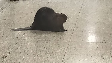 A photo posted to Twitter by Jenn Abbott on Thursday, March 25, 2021 of a beaver was Royal York subway station in Toronto.