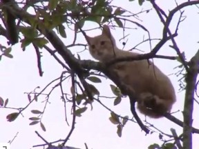 "Paul" the cat was stuck in a tree for more than a week in Florida.