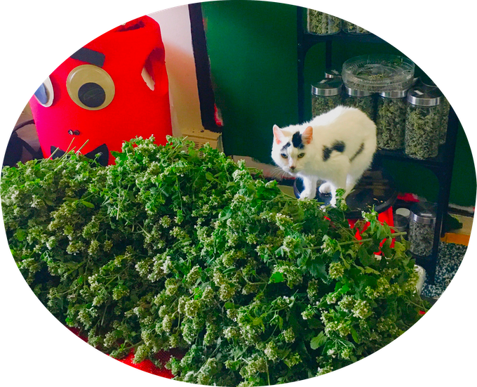 Catnip more than just fun for cats, it also repels mosquitos Toronto Sun