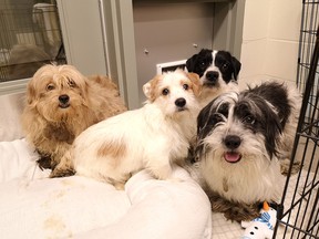 The B.C. SPCA says the recent and unexpected surrender of 119 dogs, some of whom are seen in a handout photo, from a property near Fort Nelson is straining the non-profit society's resources.