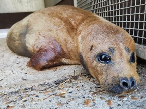 A seal pup, dubbed Freddie Mercury, was euthanized after a dog attack in London.