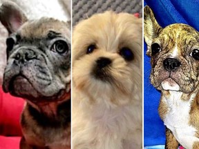 Three puppies recovered by Peel Regional Police in a fraud investigation.