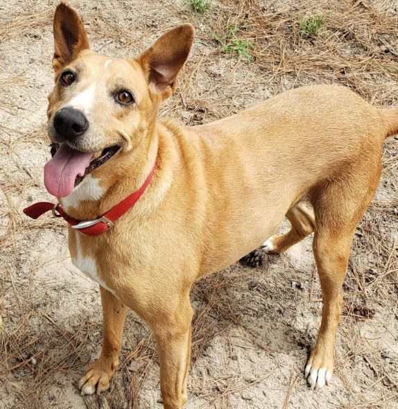 Texas dog adopted after living in shelter for seven years | Toronto Sun