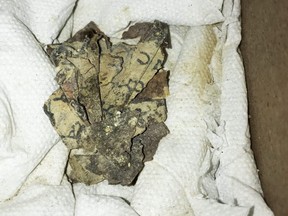 A handout picture provided by the Israeli Antiquities Authority on March 16, 2021, shows a picture taken on Nov. 5, 2019, of scroll fragments found in the Cave of Horror in the Judean Desert.