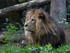 Vets at the Burgers' Zoo in Arnhem, Netherlands, had to give Thor, a virile lion, a vasectomy.