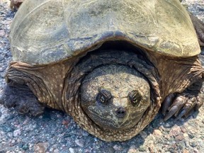 A 71-year-old woman in a car in Florida was injured when a turtle (not pictured) smashed through the windshield.
