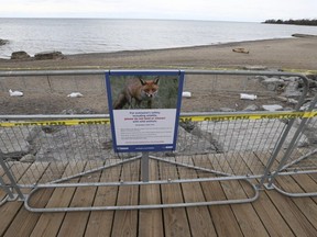 A family of foxes has moved into a den beneath the Beach boardwalk.