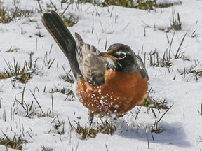 A robin is pictured playing in the snow on April 4, 2016.