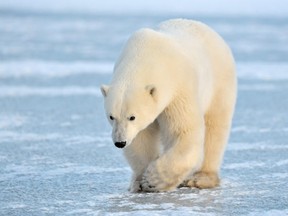 A polar bear walks on ice in the Canadian Arctic.