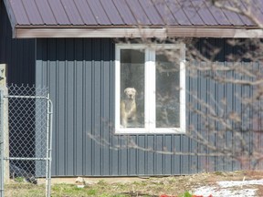 A dog looks out the window of a home in Southwest Middlesex on Friday April 2, 2021. Police are still on scene at 6422 Gentleman Dr. a day after emergency crews were called to the address after receiving a report of the death of a person. Three dogs linked to a teen girl's death have been seized by authorities. (Derek Ruttan/The London Free Press)