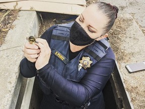 Hayward Animal Control officer Susan Perez is pictured saving a duckling that was washed down a drain at a San Francisco-area college.