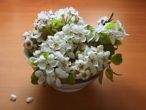 Still life with pear flowers in a white bowl on the table