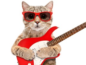 Cat Scottish Straight in sunglasses with electric guitar isolated on white background.