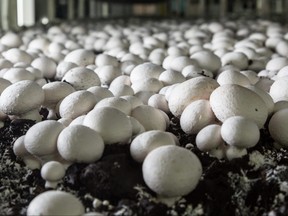 Champignons growing on a mushroom farm. Mushroom production industry.