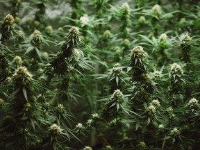 Marijuana growing in a greenhouse