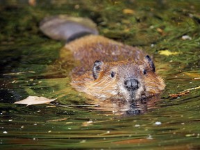 Cute swimming beaver in murky lake water.