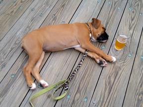 A puppy asleep by a glass of beer.