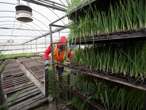 A migrant worker wears a mask and practices social distancing to help slow the spread of  COVID-19 while loading trays of onions at Mayfair Farms in Portage la Prairie, Man., April 28, 2020.