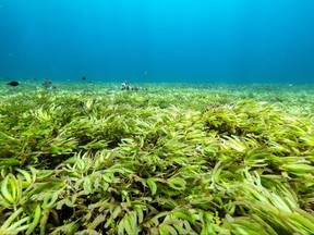 Seagrass are seen in the Indian Ocean above the world's largest seagrass meadow and one of the biggest carbon sinks in the high seas, at the Saya de Malha Bank within the Mascarene plateau, Mauritius, March 20, 2021.