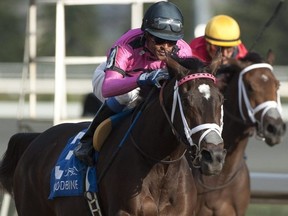 The top brass at Woodbine are growing increasingly frustrated with their unsuccessful appeals to allow racing at Woodbine. Michael Burns photo