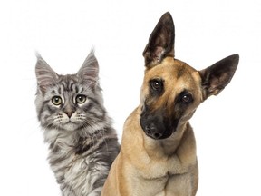 Close-up of a Belgian Shepherd Dog and a cat