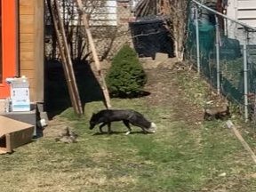 A family of foxes has taken up residence under Etobicoke resident Jason Tremblay's shed.