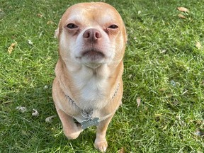 Prancer, a 'demonic' two-year-old Chihuahua, is available for adoption.