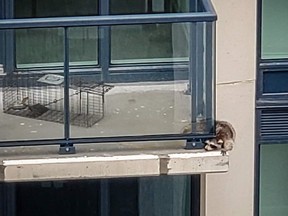 A baby raccoon is seen on the 20th floor balcony of a Toronto highrise under construction in Liberty Village.