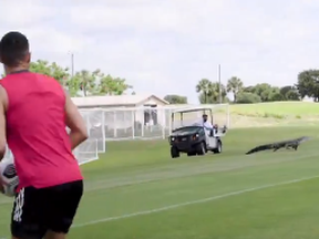 Toronto FC encounter an alligator during practice in Florida.