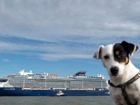 A dog looks on while Celebrity Edge, of the U.S. company Celebrity Cruises, leaves the shipyards of Saint-Nazaire to go to Miami, United States, on November 4, 2018.