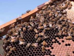 This file picture taken on April 20, 2021 shows bees on a honeycomb at an apiary in the New South Wales town of Somersby.