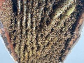 Lisa Ohrmundt found at least 100,000 bees living inside her Decatur home in April, according to CNN.