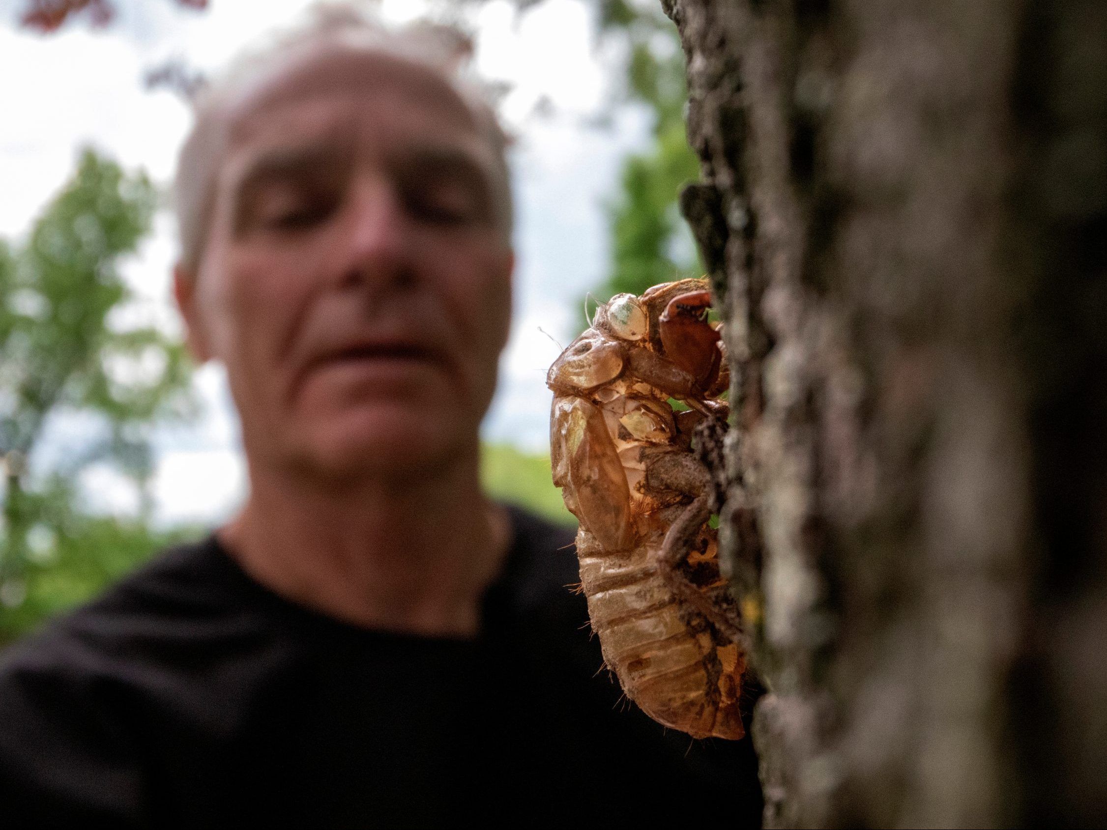 'A SPECTACULAR EVENT' Billions of cicadas set to swarm U.S. as part of