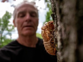 Entomologist Michael Raupp looks at a cicada nymph shell on a tree at the University of Maryland campus in College Park, Md., May 14, 2021.