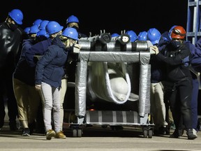 A beluga whale rolled to its new habitat in a transport cart after arriving at Mystic Aquarium, Friday, May 14, 2021 in Mystic, Conn. The whale was among five imported to Mystic Aquarium from Marineland for research on the endangered mammals.