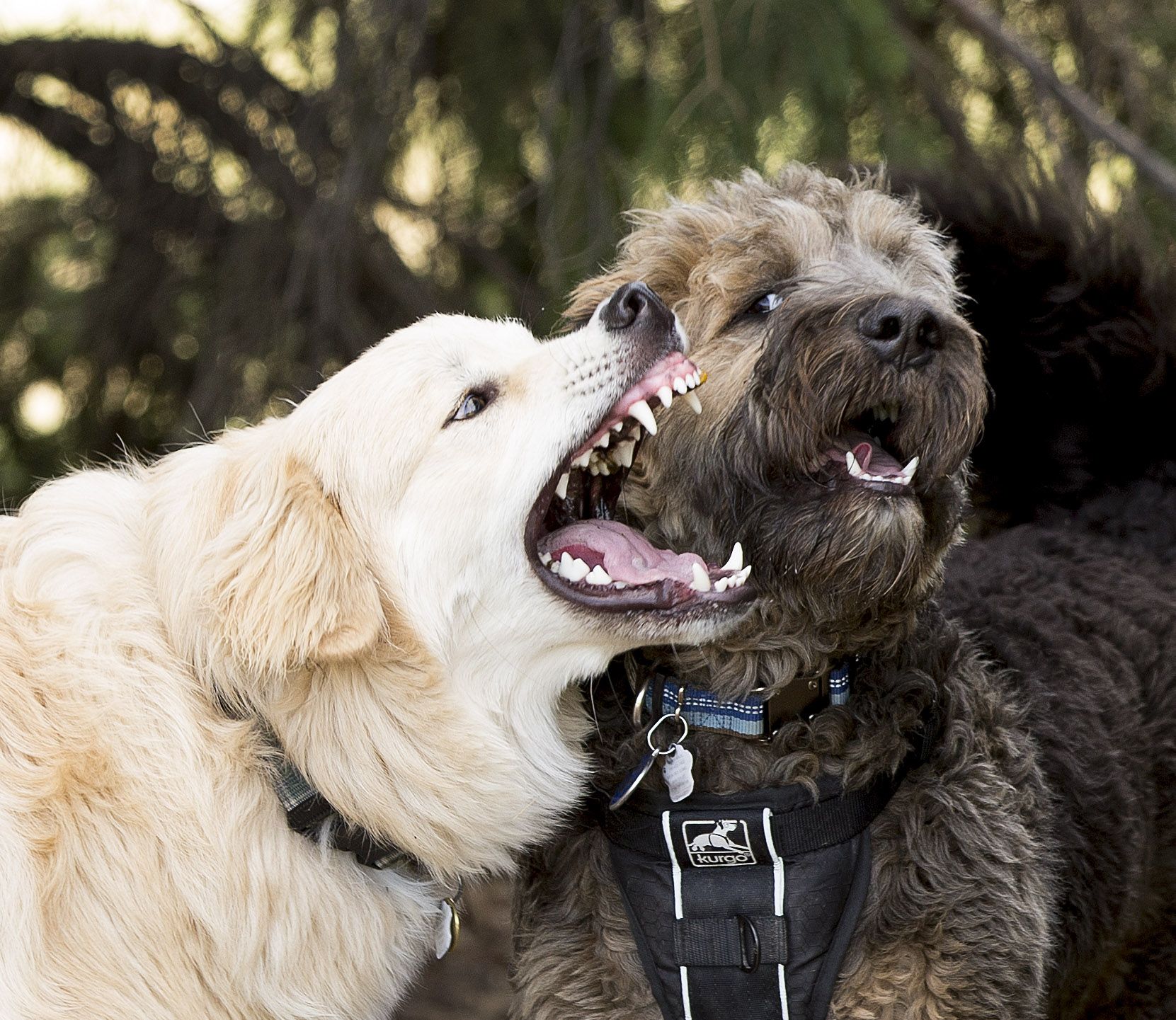 Doggie Adopters Not Returning Animals In Toronto Ontario So Far   DOGS 