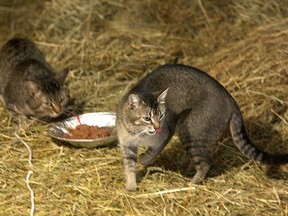 Chicago has released 1,000 feral cats, like these ones, into the wild to combat its reputation as the rat capital of the United States.