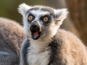 Fluffy astonished lemur catta.