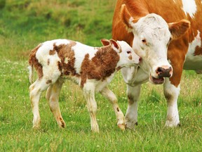 A newborn calf with its mother.