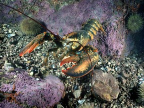 American lobster underwater in the Gulf of St. Lawrence in Canada.