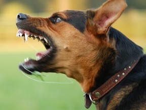angry barking dog with bared teeth
