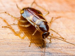 Cockroach on the wooden floor.