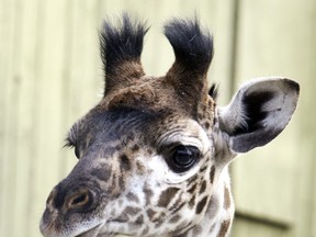 Mstari, the endangered Masai giraffe is expecting a calf.