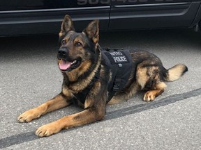 Peel Regional Police dog Nitro