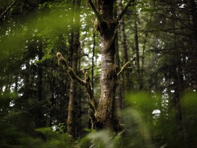 A Red Alder tree is seen at Francis/King Regional Park in Saanich, B.C., Thursday, May 26, 2016.