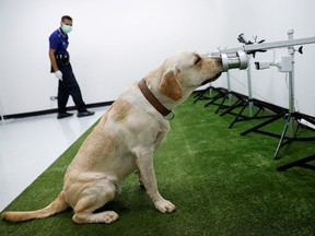 A dog that has been trained to sniff out the coronavirus disease (COVID-19), screens a sweat sample at Chulalongkorn University, in Bangkok, Thailand May 21, 2021.
