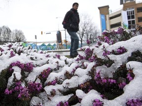 In this March 11, 2010 file photo, a blanket of snow covers the ground near University of B.C.'s Thunderbird Arena.