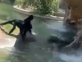 A Texas woman was fired after being caught on camera feeding spider monkeys inside their enclosure at the El Paso Zoo.