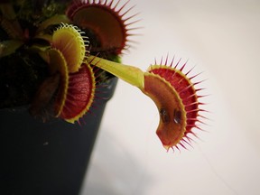 A Venus flytrap is seen rigged with two electrodes during an experiment in a lab at Nanyang Technological University in Singapore April 27, 2021.